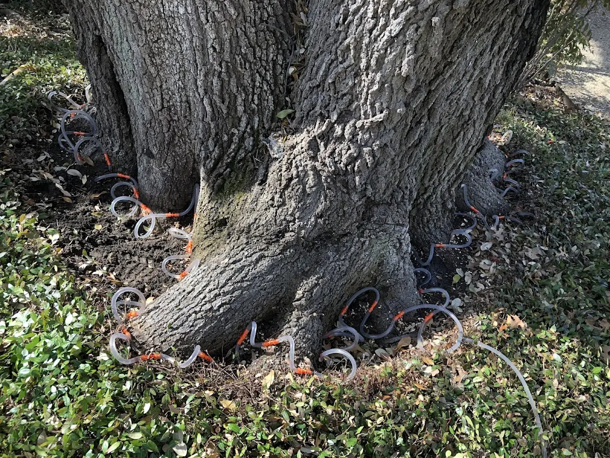 Detailed Tree Cabling and Bracing job site in Alburgh
