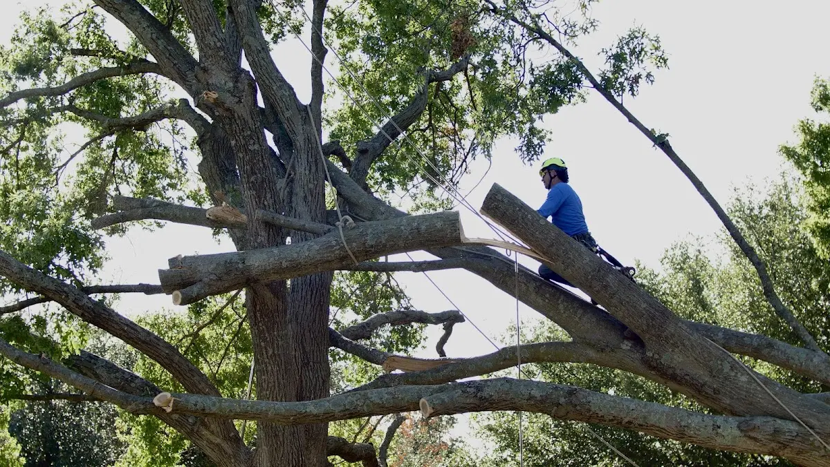 Professional Crown Thinning performed by certified arborists in Alburgh
